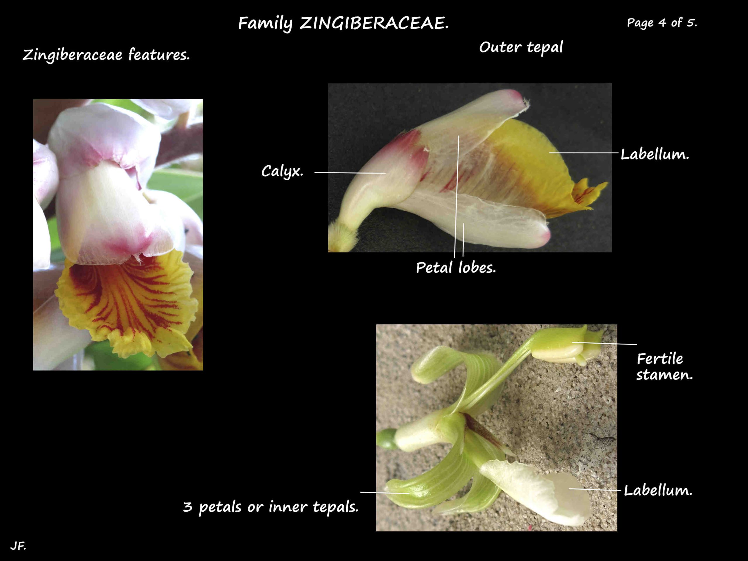 4 Zingiberaceae stamen
